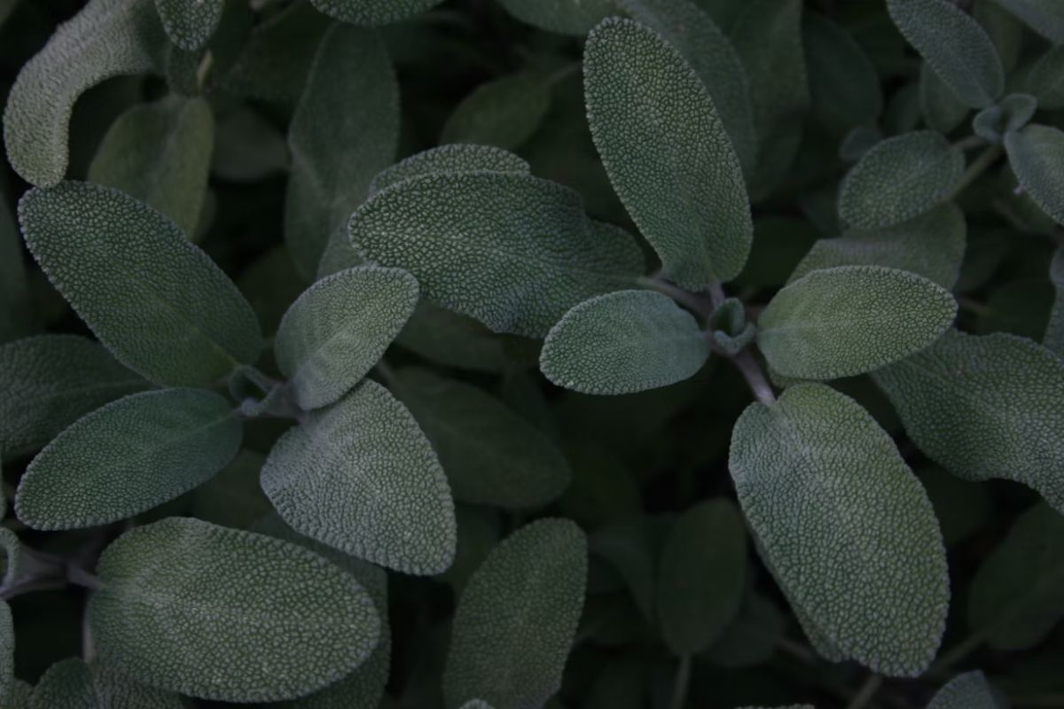 verde salvia